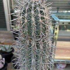 柱サボテン 武倫柱