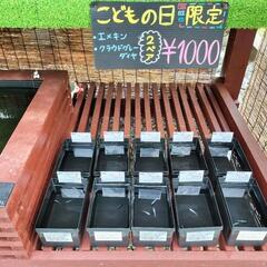 こどもの日限定(エメキン、クラウドグレーダイヤ)２ペア　Goog...