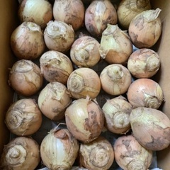 無農薬玉ねぎ25個入りの画像