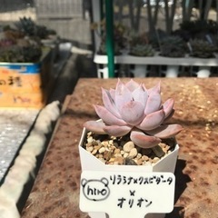 生活雑貨 家庭用品 ガーデニングの画像