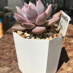 生活雑貨 家庭用品 ガーデニングの画像