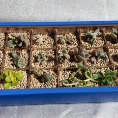 多肉植物の画像
