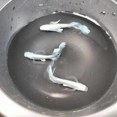 メダカ無人販売所の画像