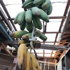 バナナの子株 の画像