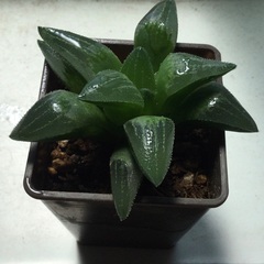 特価［ハオルチア］多肉植物　観葉植物　卓上グリーン　❸