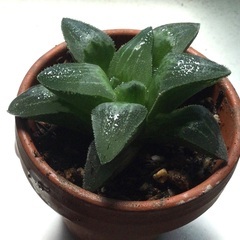 特価［ハオルチア］多肉植物　観葉植物　卓上グリーン　❹