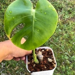 ☘ ̖́-Monstera deliciosa①☘ ̖́-