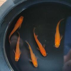 📣　紅帝ヒレ長　5匹　