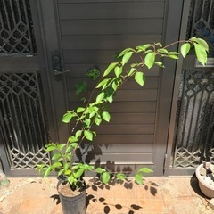神代曙桜　苗木　　　の画像