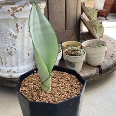 シルバーキング サンセベリア 虎の尾