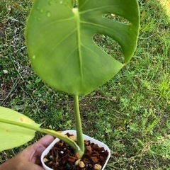 ☘ ̖́-Monstera deliciosa⑤☘ ̖́-