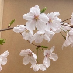 神代曙桜　苗木　　　の画像