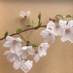 神代曙桜　苗木　　　の画像