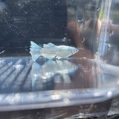 レーヴヒカリメダカの画像