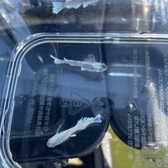 レーヴヒカリメダカの画像