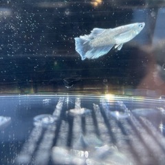 レーヴヒカリメダカの画像