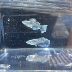 レーヴヒカリメダカの画像