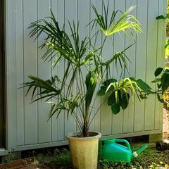 観葉植物 ガーデニング　観音竹（カンノンチク）か 棕櫚竹（シュロ...