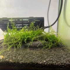 流木 ウィローモス活着付き