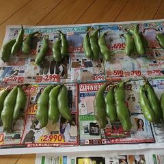 そら豆です。一本の値段です。１本２粒入っています。