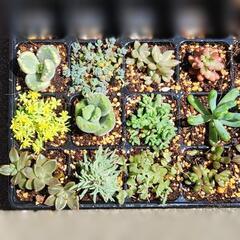 多肉植物12品種　カット苗と抜き苗のセット