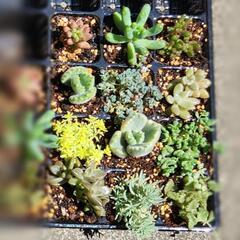 多肉植物12品種　カット苗と抜き苗のセット