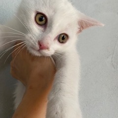 白猫　しおくん　里親様募集