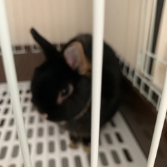 うさぎ２羽