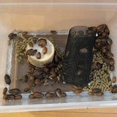 デュビア幼虫
