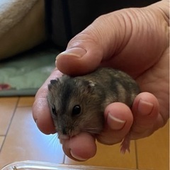 嫁ぎ先決定！ジャンガリアンハムスターの画像