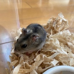 嫁ぎ先決定！ジャンガリアンハムスターの画像