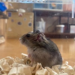 嫁ぎ先決定！ジャンガリアンハムスターの画像