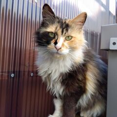 飼い主さん募集