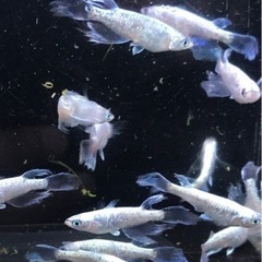 めだか『 銀炎 』2ペア ¥3500の画像