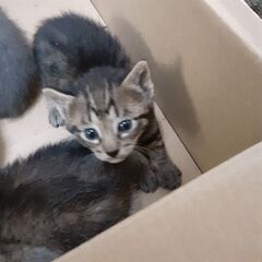 子猫の里親さん緊急募集　