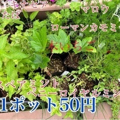 小苗1ポット