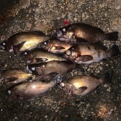 釣り友達募集