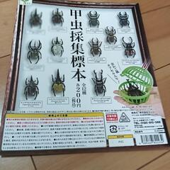 甲虫採集標本　全12種＋αとヘラクレスオオカブト
