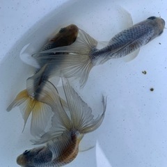 金魚　モザイク東海錦　　もらってくださいの画像