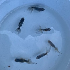 金魚　モザイク東海錦　　もらってください