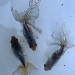 金魚　モザイク東海錦　　もらってくださいの画像