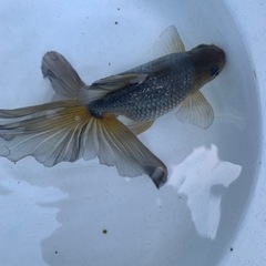 金魚　モザイク東海錦　　もらってくださいの画像