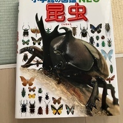 小学館の図鑑NEO昆虫