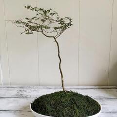 ①サルスベリ🌱比較写真あり/観葉植物