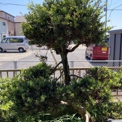 0円！庭木、鉢植え、植木鉢