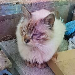 捨て猫を保護しています。罪の無い小さな命をお助け下さい。１匹黒猫...