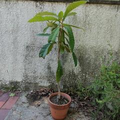 ビワの苗木　