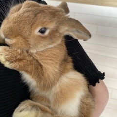 ホーランドロップ8ヶ月男の子（決まりました）