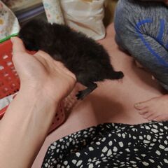 生後3週の仔猫