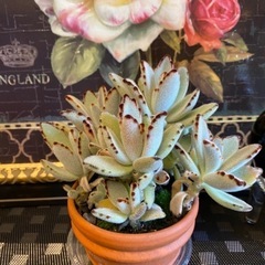月兎耳 多肉植物 ガーデニング